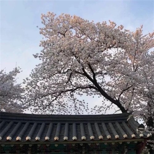 相濡以沫 (治愈纯音乐) cover art