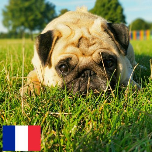 Chien Carlin près d'Arbres dans le Vent