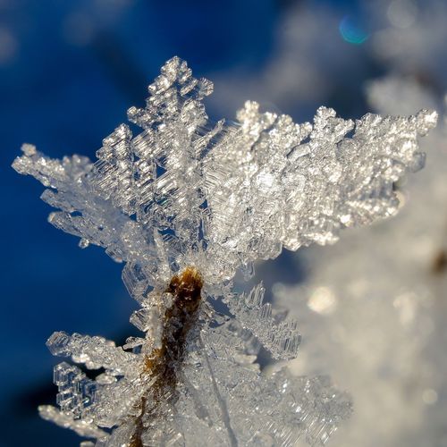 Frostbitten