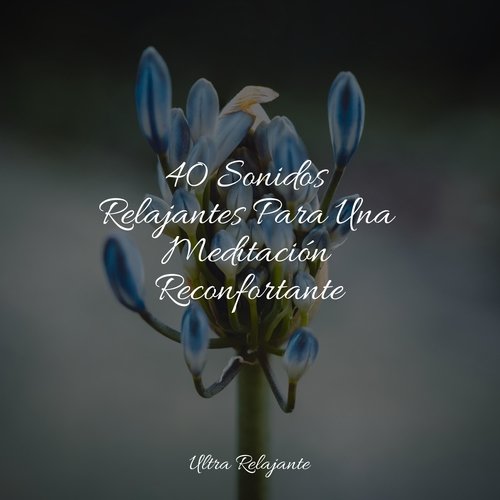 La Compilación Completa de Relajación