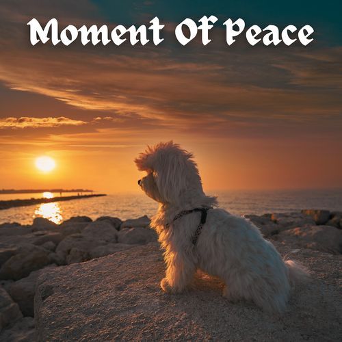 Calm Shores cover art