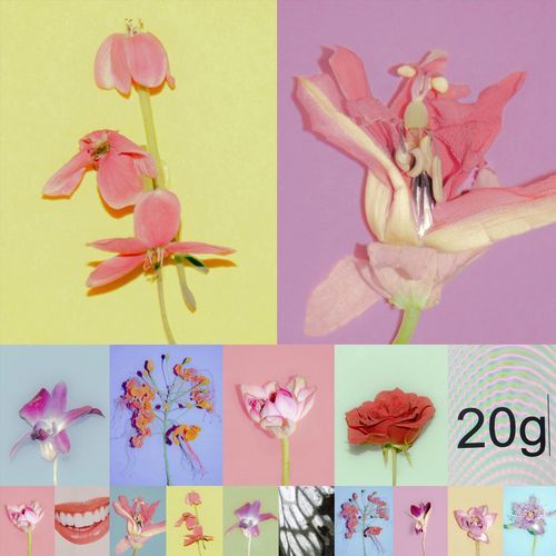prune cover art