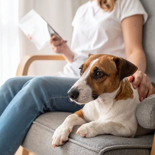 Ritmos Suaves De Hip Hop Que Calman A Las Mascotas