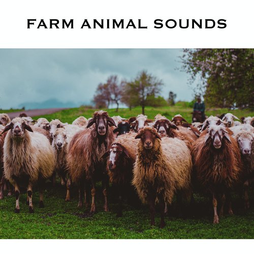 Farm Animal Sounds & Animal Noises_poster_image