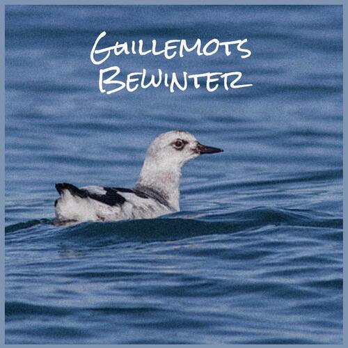 Redpoll cover art