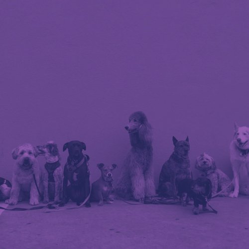 Dog Anxiety (Feelings) cover art