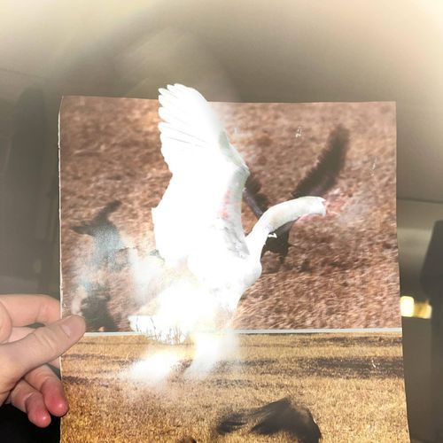 Petswan (Carolina Miragaia Remix) cover art