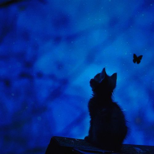 Butterfly and Kitty (Slowed)