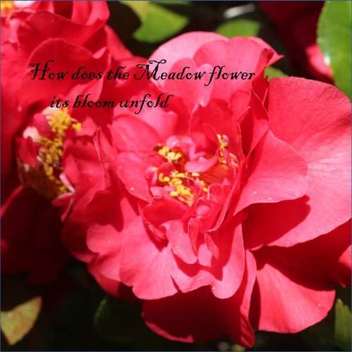 How Does the Meadow Flower Its Bloom Unfold (A collection of New Age, Ambient, Easy Listening and Classical for Meditation and Relaxation)