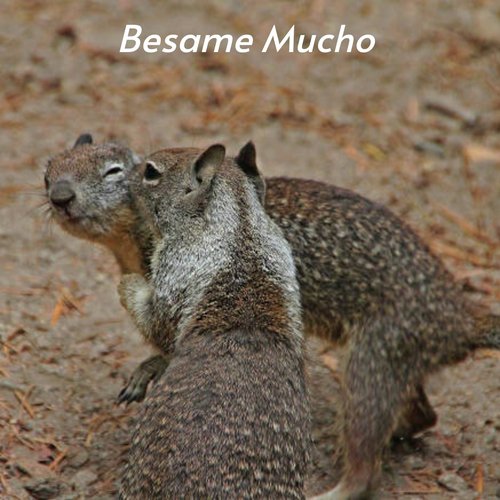 Besame Mucho