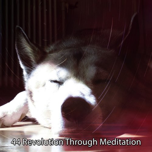 44 Revolution Through Meditation