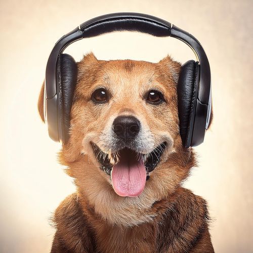 Calming Dog Sounds cover art