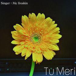 Tu Meri-STJTWUF,RVU