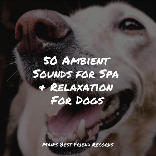 50 Ambient Sounds for Spa & Relaxation For Dogs