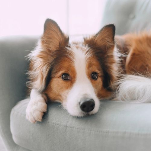 Pet Peace: Soothing Sounds for Dogs