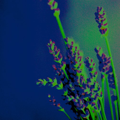 Holt cover art