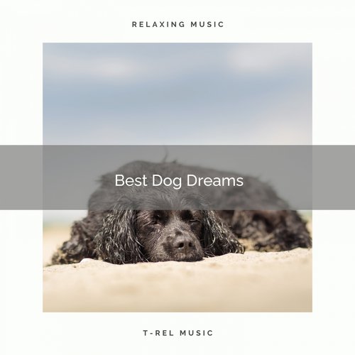 01 Best Dog Dreams_poster_image