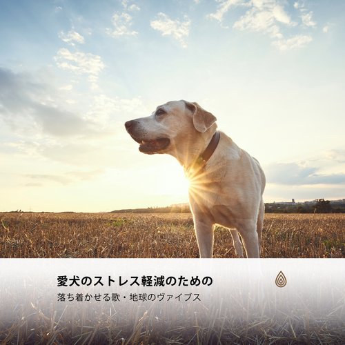 愛犬のストレス軽減のための落ち着かせる歌・地球のヴァイブス