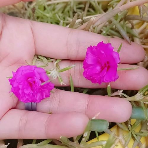 Yaadon ki mehfil saji hai tere khayalon mein.