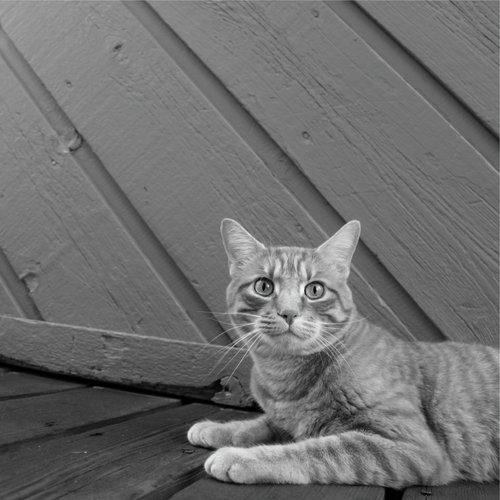 100 Best Nature Sounds for Cat Relaxation