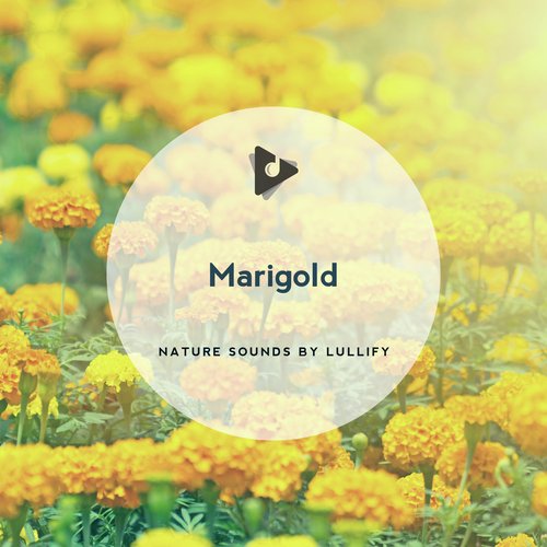 Bee of Nature cover art