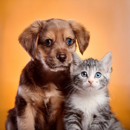 Armonía Para Mascotas: Compañeros Musicales Reconfortantes