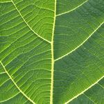 Hopevale Hospital Center