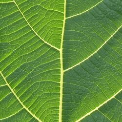 Hopevale Hospital Center