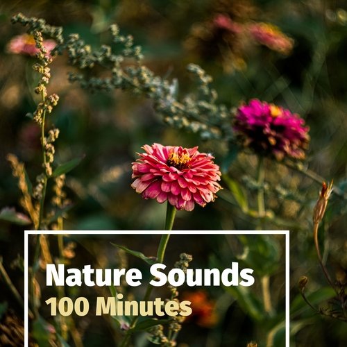 Deep Zen Ambient cover art