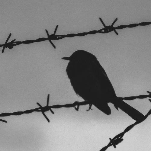 Birds on a Wire cover art