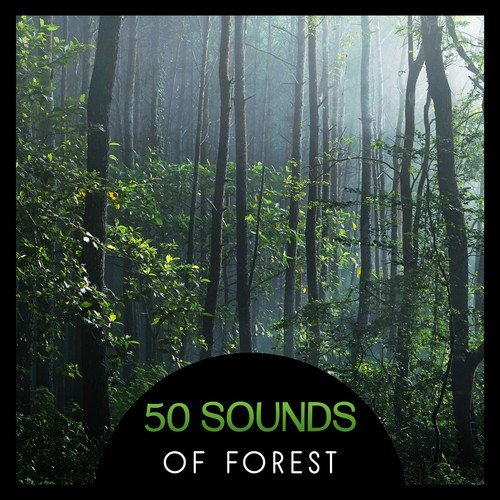 50 Sounds of Forest – Relaxing and Soothing Sounds of Nature, Natural Stress Relief, Waterfall, Forest, Birdsongs, Yoga & Meditation in Nature, Anti (Stress Nature)