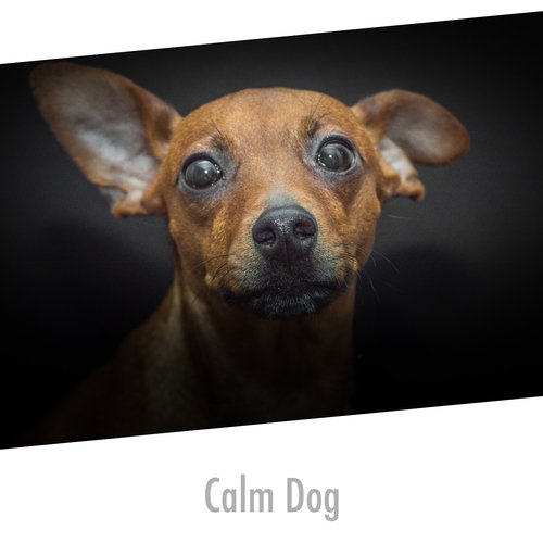 Doggie Stress Buster cover art