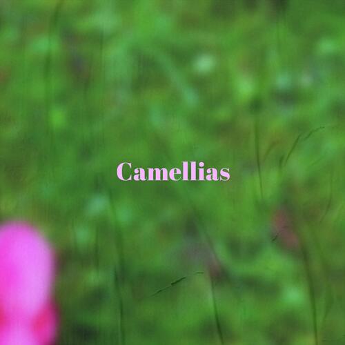 Camellias cover art