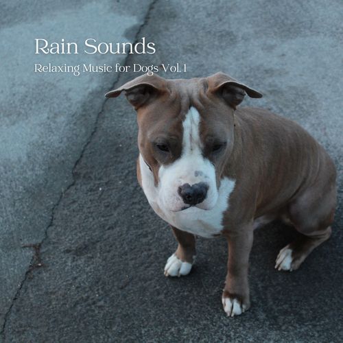 Rainstorm Woodland Ambience cover art