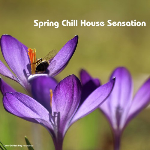 Spring Chill House Sensation