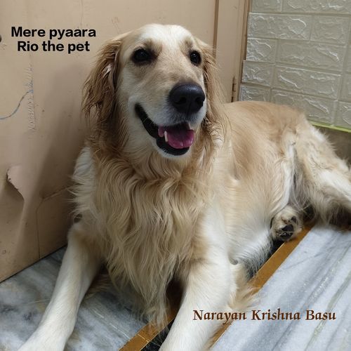 Mere Pyaara Rio the Pet