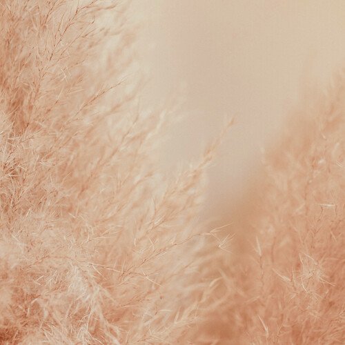 Light Forest cover art