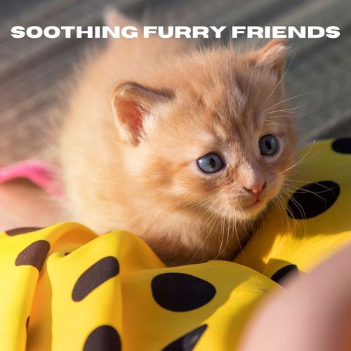 Soothing Furry Friends_poster_image