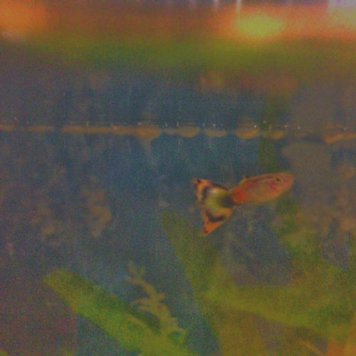 asd cover art