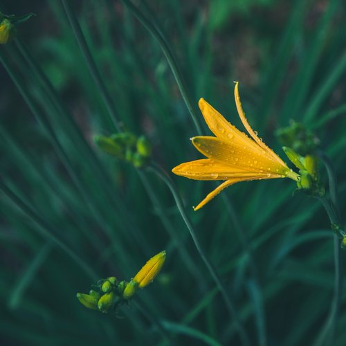 Melodías Relajantes De La Naturaleza | Dormir