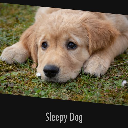 Dog Music cover art