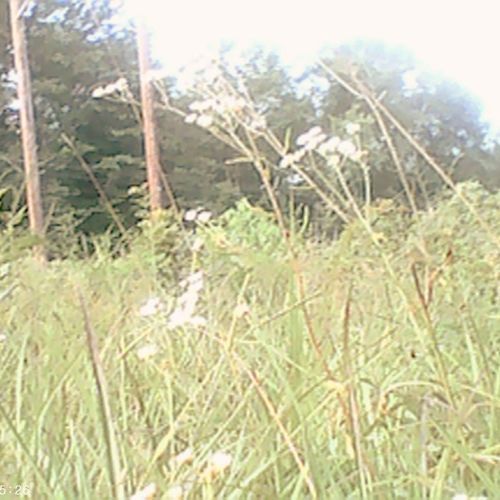 Eulalie (a song for Matt & Mia) (demo)