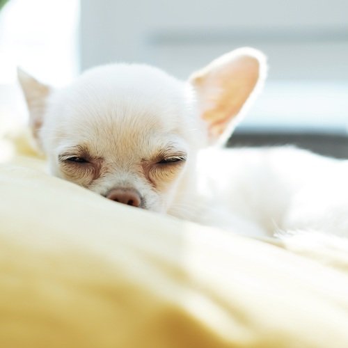 Relaxing Dog cover art