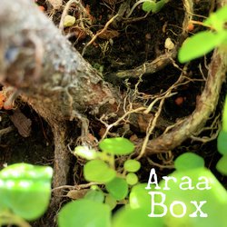 Box by Araa