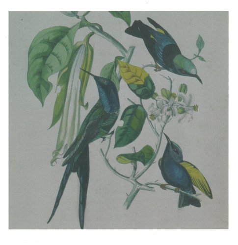 Genshi cover art