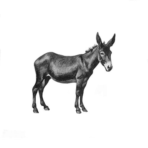 Donkey Beat