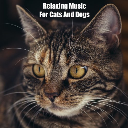 Official Pet Care Collection Piano (feat. Music For Cats, World of cat's & Музыка для кошек) cover art