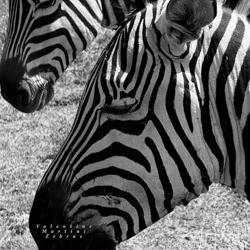 zebras cover art