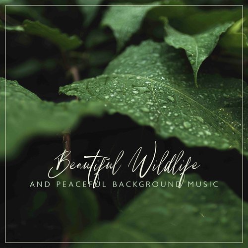 Beautiful Wildlife and Peaceful Background Music  for Mindfulness Therapy and Breathing Exercises