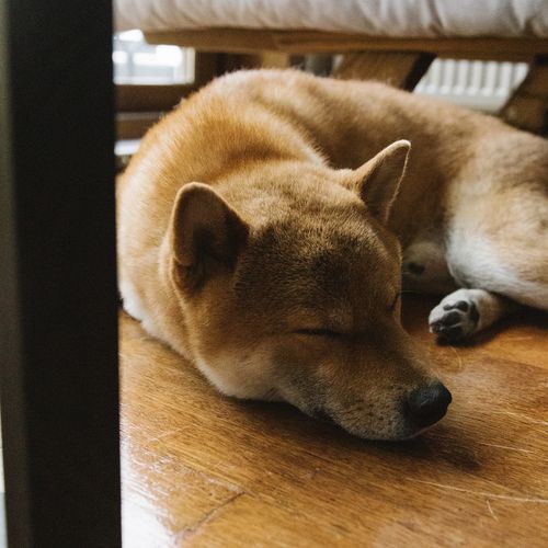 Relaxing Dog cover art
